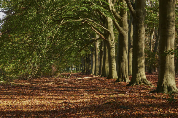 Natuurwandeling op landgoed Mariëndaal met aandacht voor Jezuïetenerfgoed