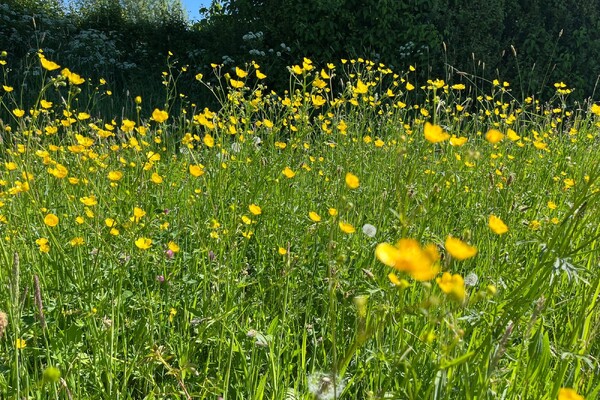 Ruim 800 wandelaars bij Meidoornbloesemtocht in Oeffelt