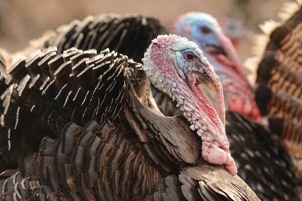 Kalkoenen met vogelgriep in Limburg, vervoersverbod raakt Brabantse boeren