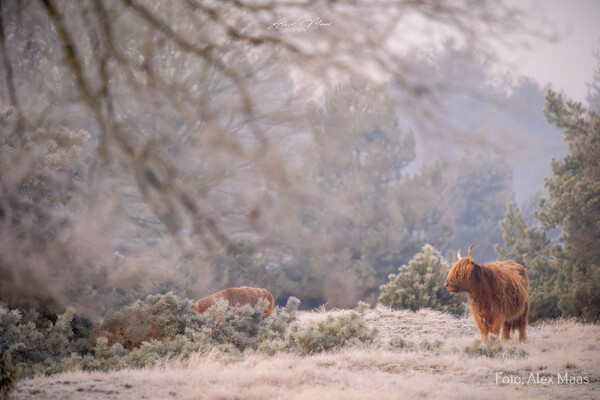Schotse Hooglanders in Staatsbossen Sint Anthonis populair bij fotografen