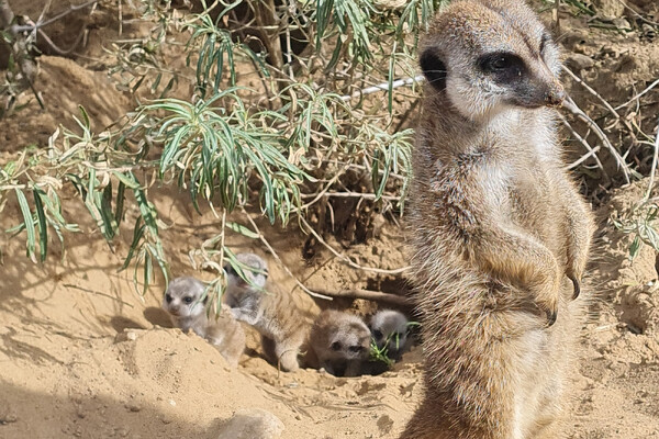 Stokstaartjes geboren in Overloon
