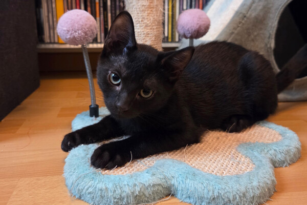 Asieldier van de week: Bagheera