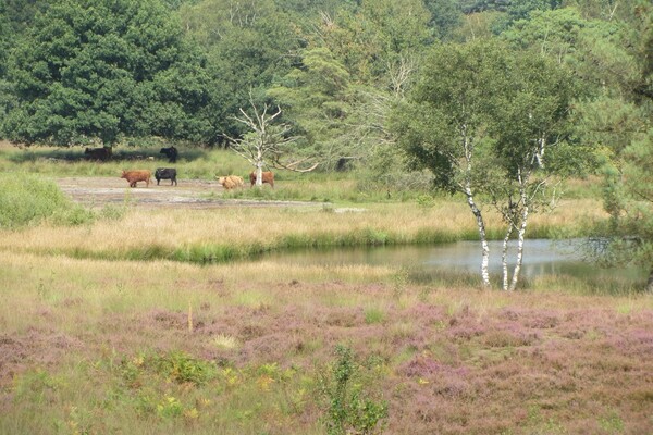 Excursie naar hoogste punt Bergerbos met uitzichttoren