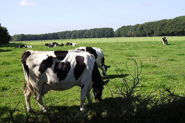 Brabant meet uitstoot veehouderijen voortaan realtime
