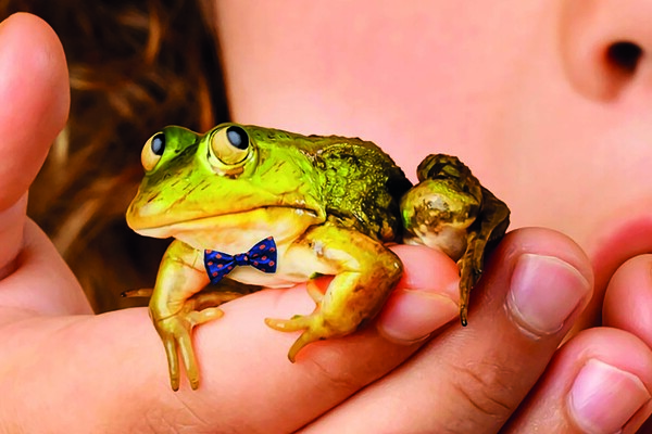 Theatervoorstelling Meester Kikker in Schouwburg Cuijk