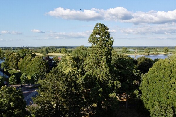 Zorgen om mammoetboom in Grave: 'Opbouwen Brugpoort niet historisch verantwoord'
