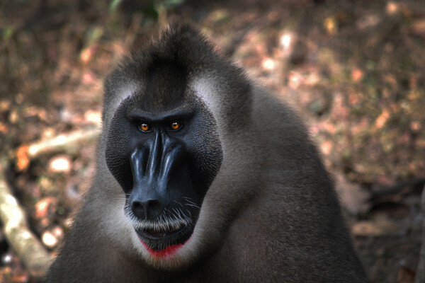 Bedreigde apensoort dril voor het eerst in Nederlandse dierentuin