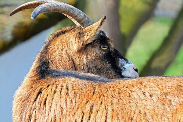 GL-PvdA wil actie tegen risico longziekten bij geitenhouderijen