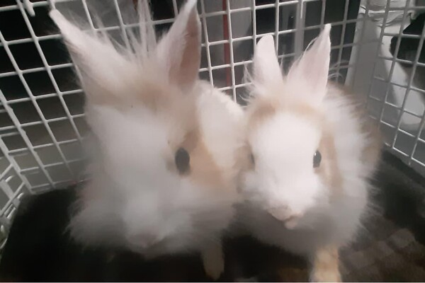 Twee jonge konijnen aangetroffen op straat in Boxmeer