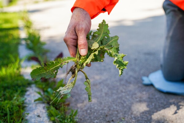Zo pakt de gemeente Land van Cuijk onkruid aan