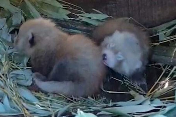 Twee rode panda’s geboren in ZooParc Overloon