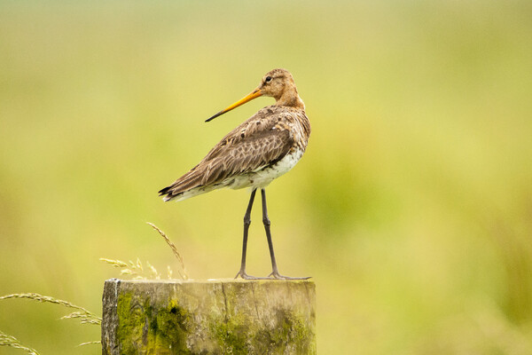 Lezing over de grutto en andere weidevogels bij IVN Grave