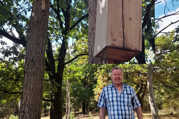 Hoornaars nemen uilennestkast over in Molenheidse bossen