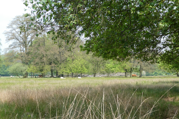 Natuurwandeling in Boswachterij Sint Anthonis op 5 juni