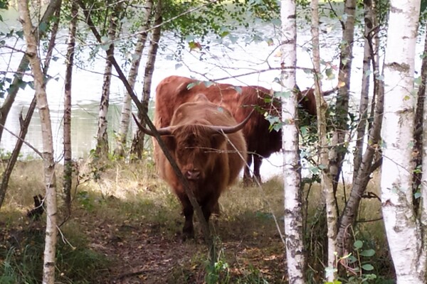Schotse hooglander vaker in paniek in Land van Cuijk