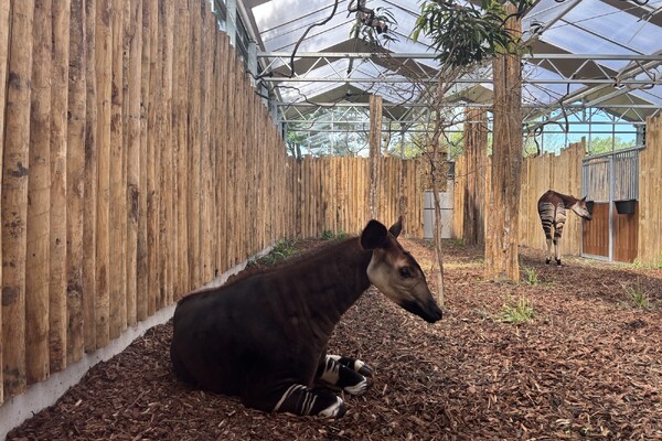 ZooParc Overloon opent nieuw expeditiegebied Ngyuwe met zeldzame diersoorten