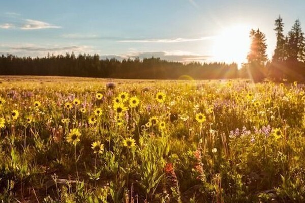 Nieuwe regels moeten natuurontwikkeling beter beschermen