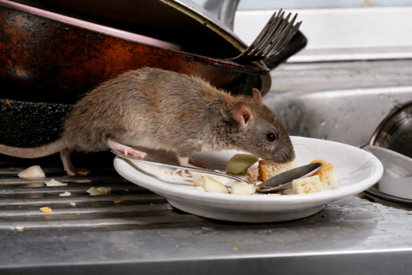 Meer meldingen van muizen en ratten in spouwmuren tijdens vorstperiode