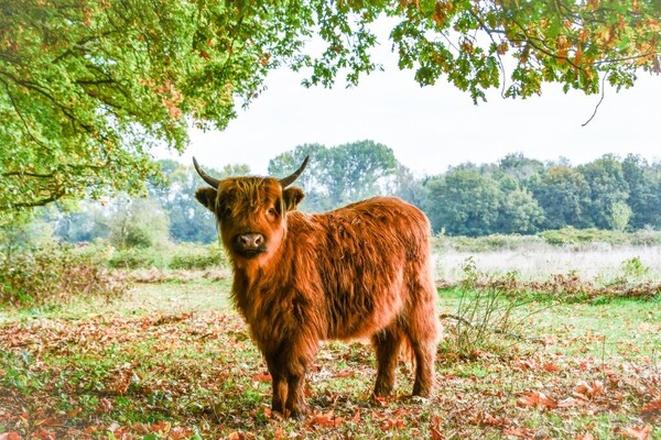 Café zaal Libre houdt winterwandeling en Fruhschoppen met livemuziek
