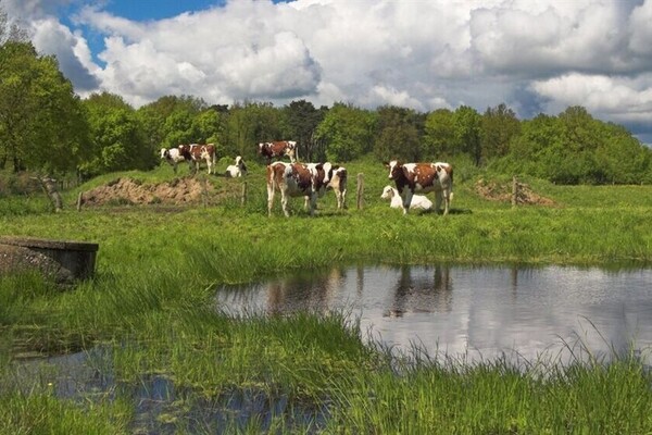 Onzekerheid blijft voor agrariërs rond overgangsgebieden Natura 2000