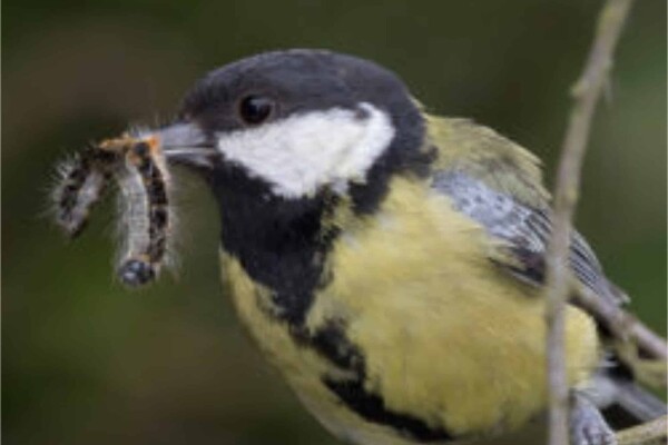 Natuurlijke bestrijding belangrijk bij aanpak eikenprocessierups