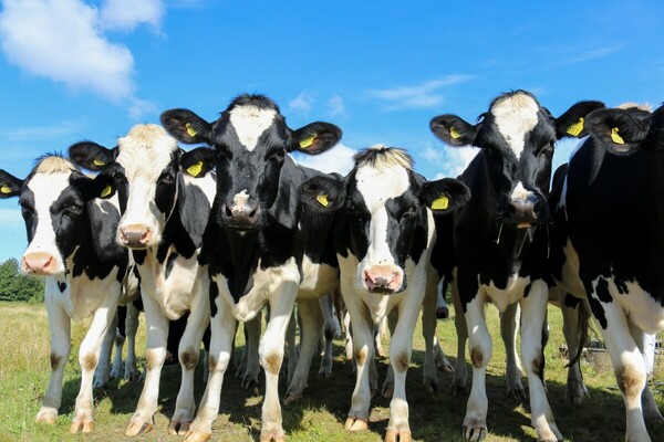 Farmers Defence Force dreigt met rechtszaak tegen stikstofplannen