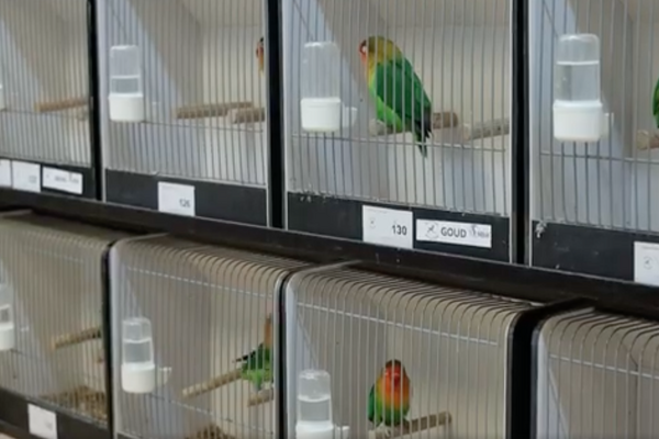 Vogelliefhebbers tonen trots hun mooiste vogels in Sint Anthonis