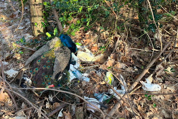 Dode tropische dieren aangetroffen in bos bij Overloon