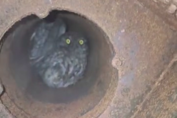 Steenuil bevrijd uit schoorsteen in Boxmeer