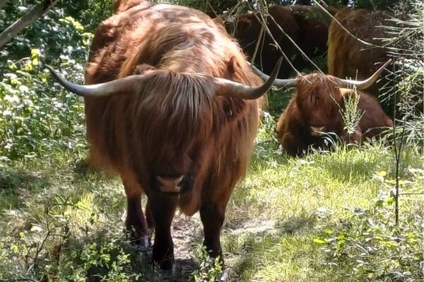 'Agressieve Schotse Hooglander Langenboom was incident'