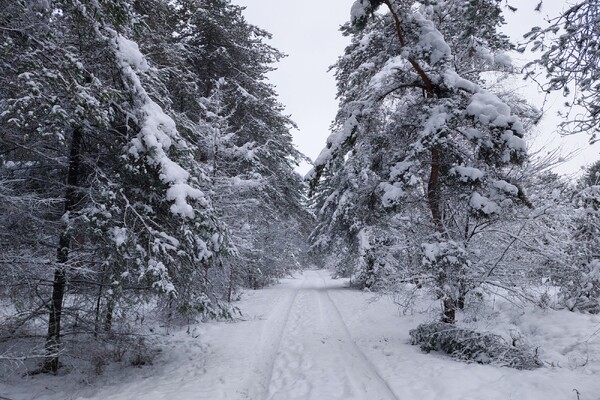 Staatsbosbeheer waarschuwt voor risico’s in winterse bosgebieden