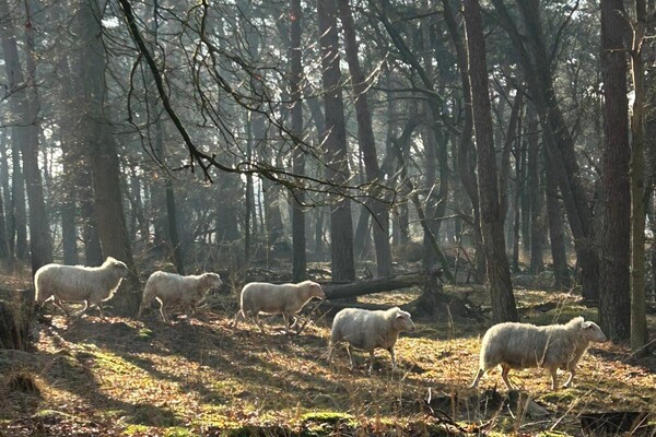 Bosgebied Sint Anthonis biedt uitgebreide wandelroutes voor natuurliefhebbers
