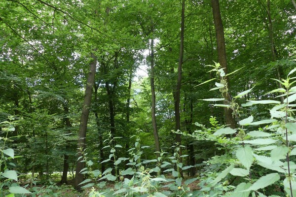 Kreis Kleve: Nieuwe gebieden voor natuurlijke wildernisontwikkeling in het Reichswald